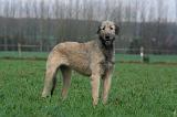 IRISH WOLFHOUND 274